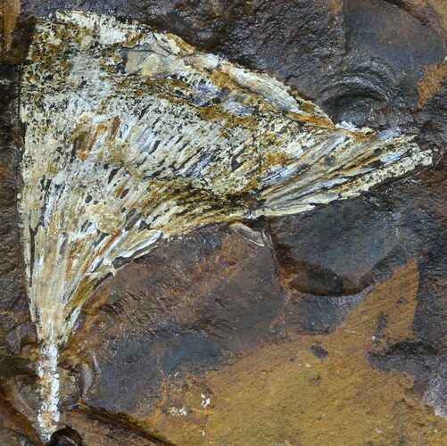 Fossil Ginkgo Leaf From North Dakota - Paleocene #59005